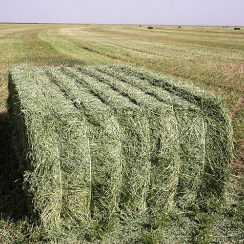 Alfalfa Or Medicago sativa